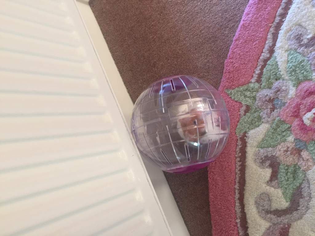 Glitter Exercise Ball for Small Animals Hamster & Gerbil Toys