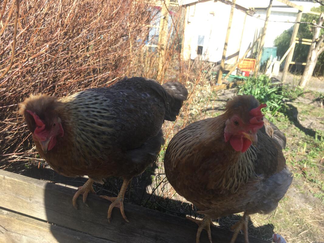 Cream Legbar For Sale Chickens Breed Information Omlet