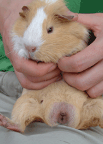 guinea pig bum