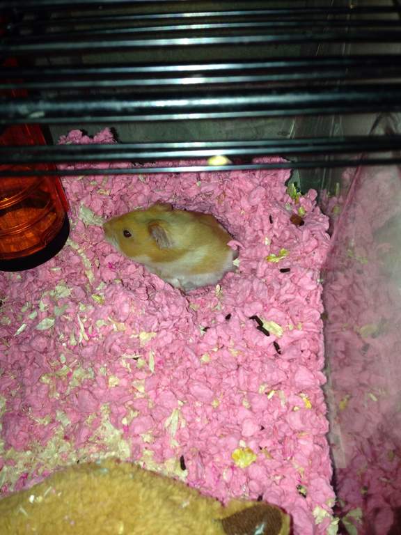 Carefresh Animal Bedding 10L Pink Hamster & Gerbil Bedding