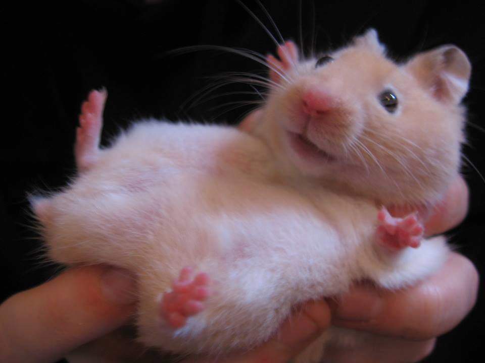 Hamster up anus