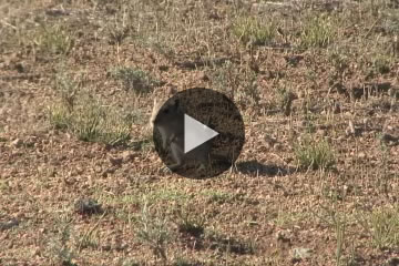 western gerbil