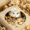 A hamster inside of the compostable hamster chamber hide