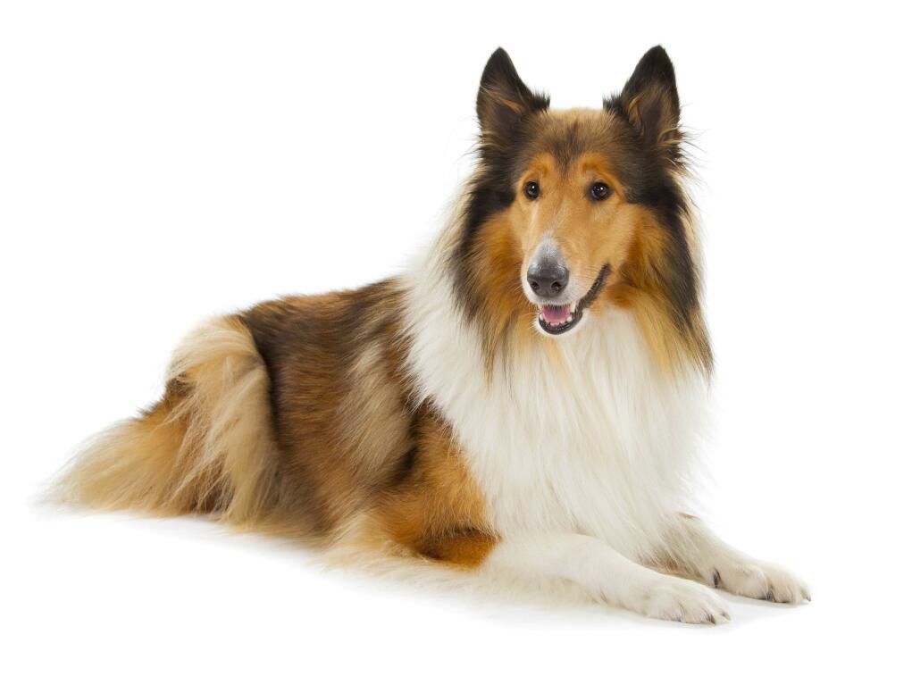 https://www.omlet.co.uk/images/cache/1021/768/Dog-Collie-An_adult_Collie_with_a_wonderful,_soft_coat.jpg