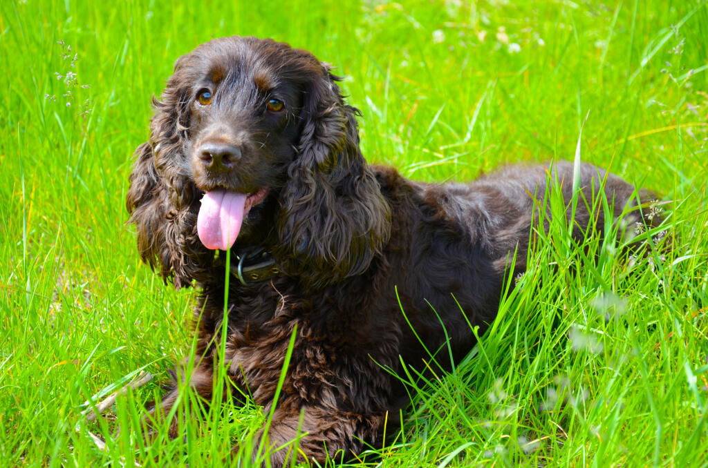 Miniature irish sale water spaniel