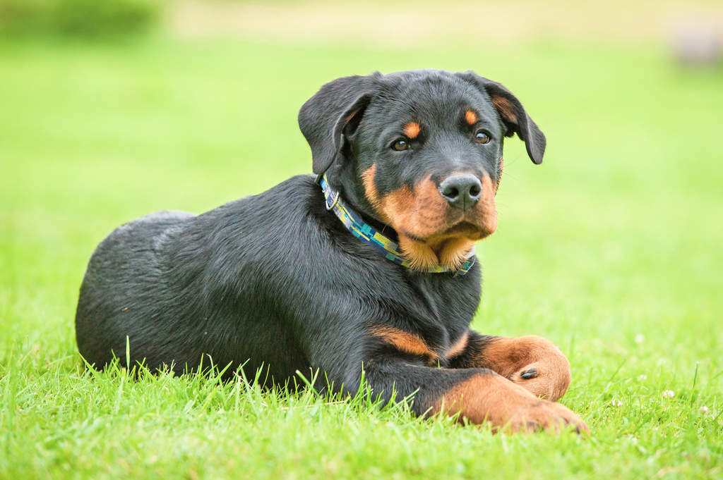 Rottweiler Dogs