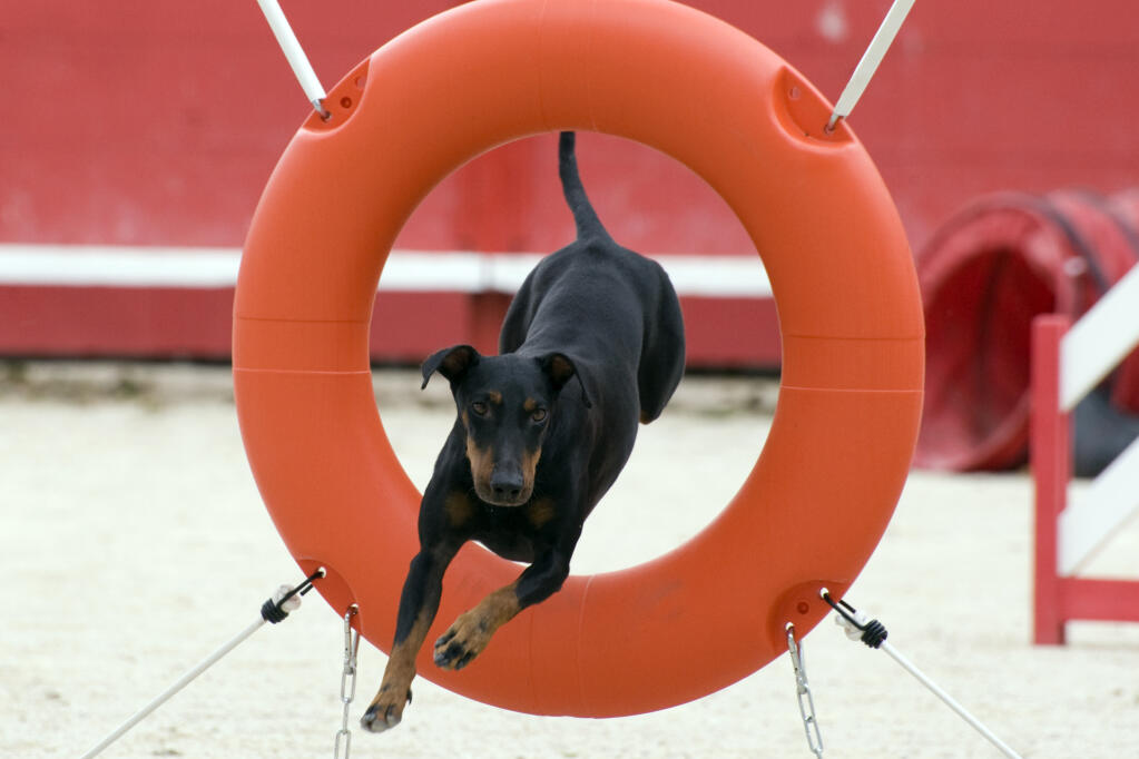 best ways to exercise your manchester terrier