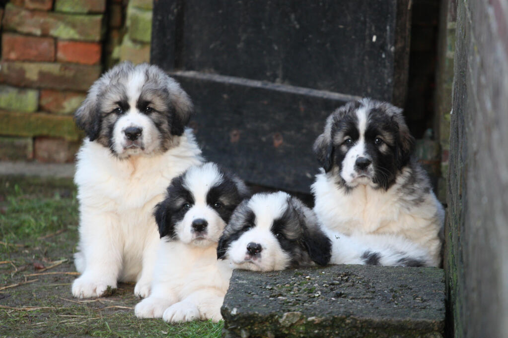 White store pyrenean mastiff