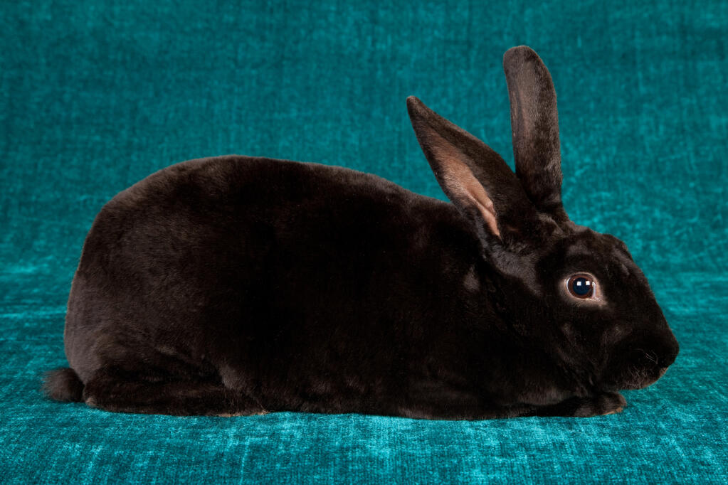 Rex Rabbit Breed Information and Pictures 
