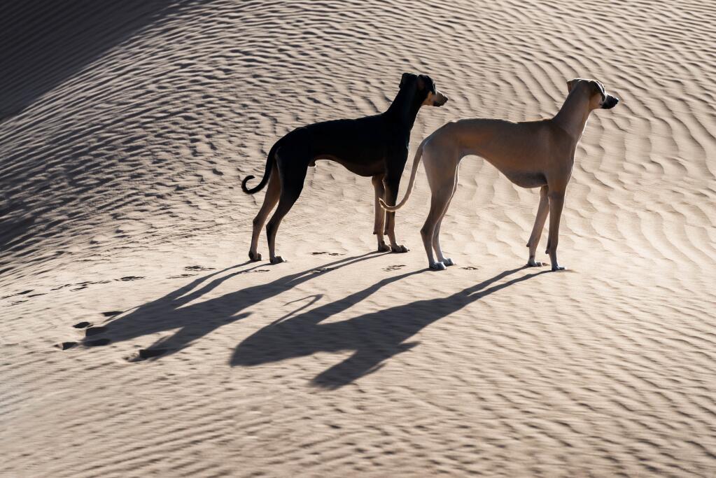 Sloughi dog store