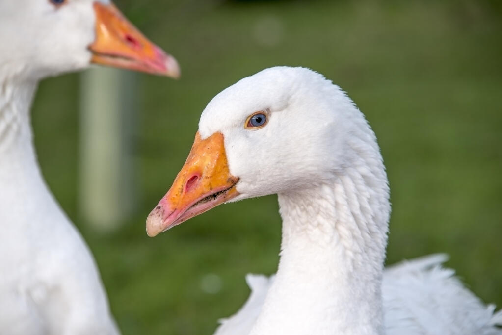 Roman Geese | Roman For Sale | Goose Breeds