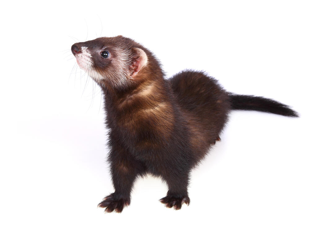 Sable For Sale | Ferrets | Breed Information | Omlet