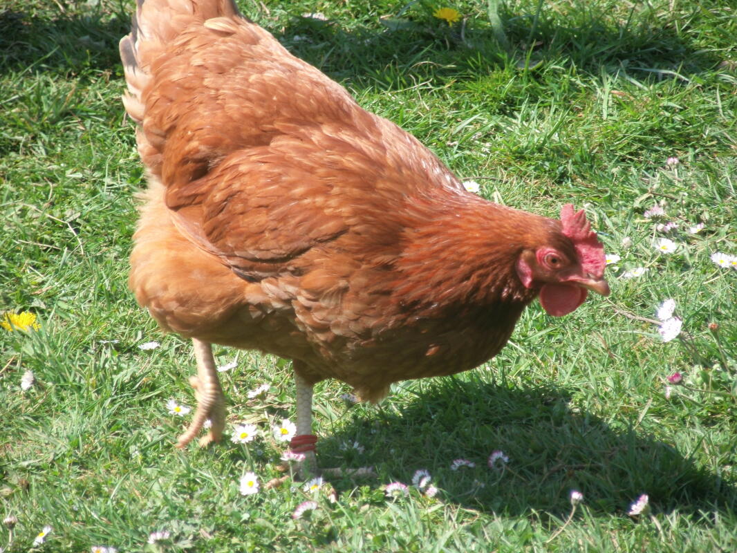 Hybrid For Sale | Chickens | Breed Information | Omlet