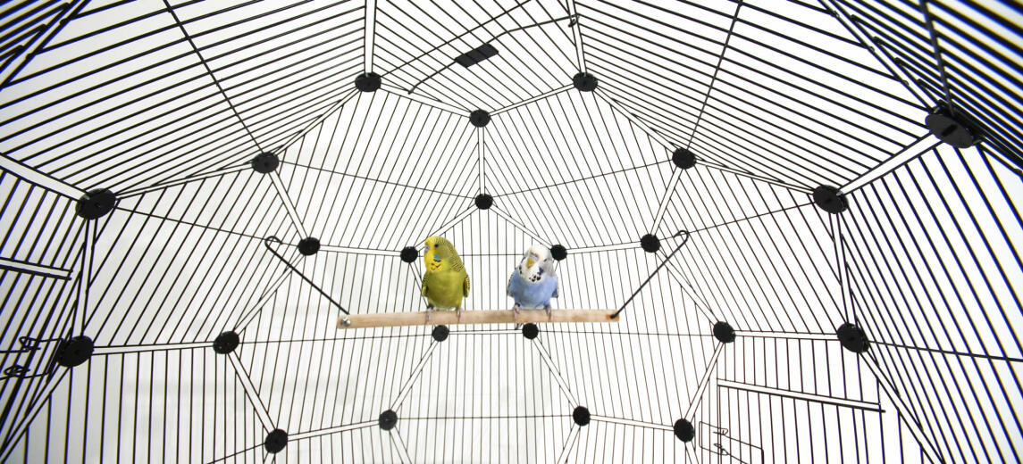 Bird perching inside of Omlet Geo Bird Cage