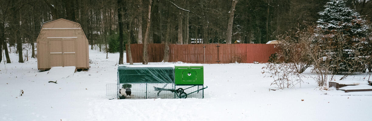 Winter chicken keeping