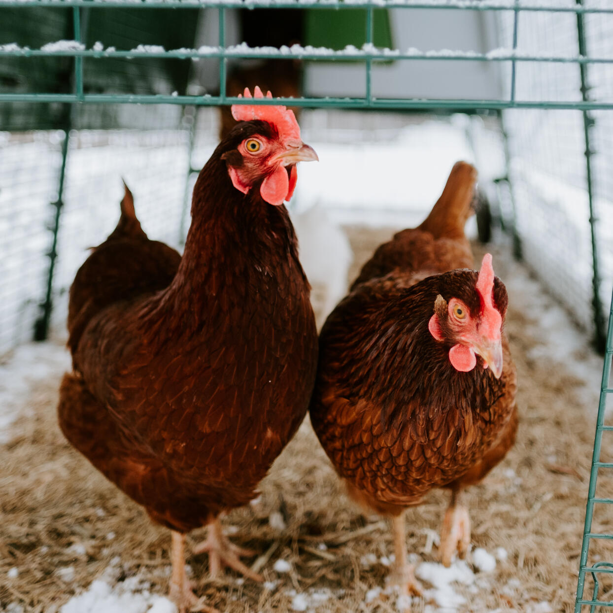 winter chicken keeping easy with omlet plastic chicken coops