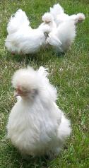 Silkie Chickens | Silkie For Sale | Chicken Breeds