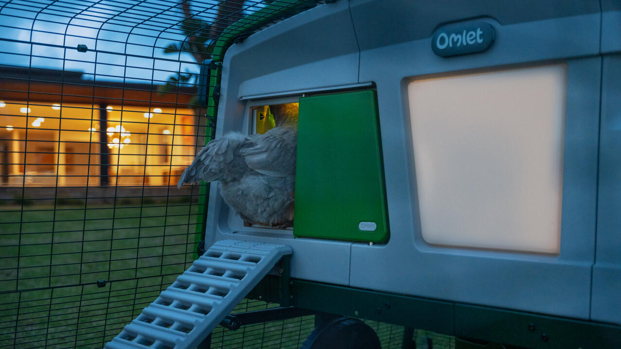 a chicken climbing into the coop using an autodoor and cooplight