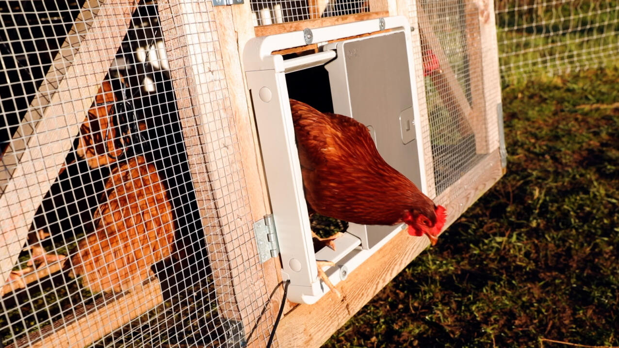 Randaco Porta automatica del pollaio con timer e sensore di luce per il  pollaio sicuro 22x32cm