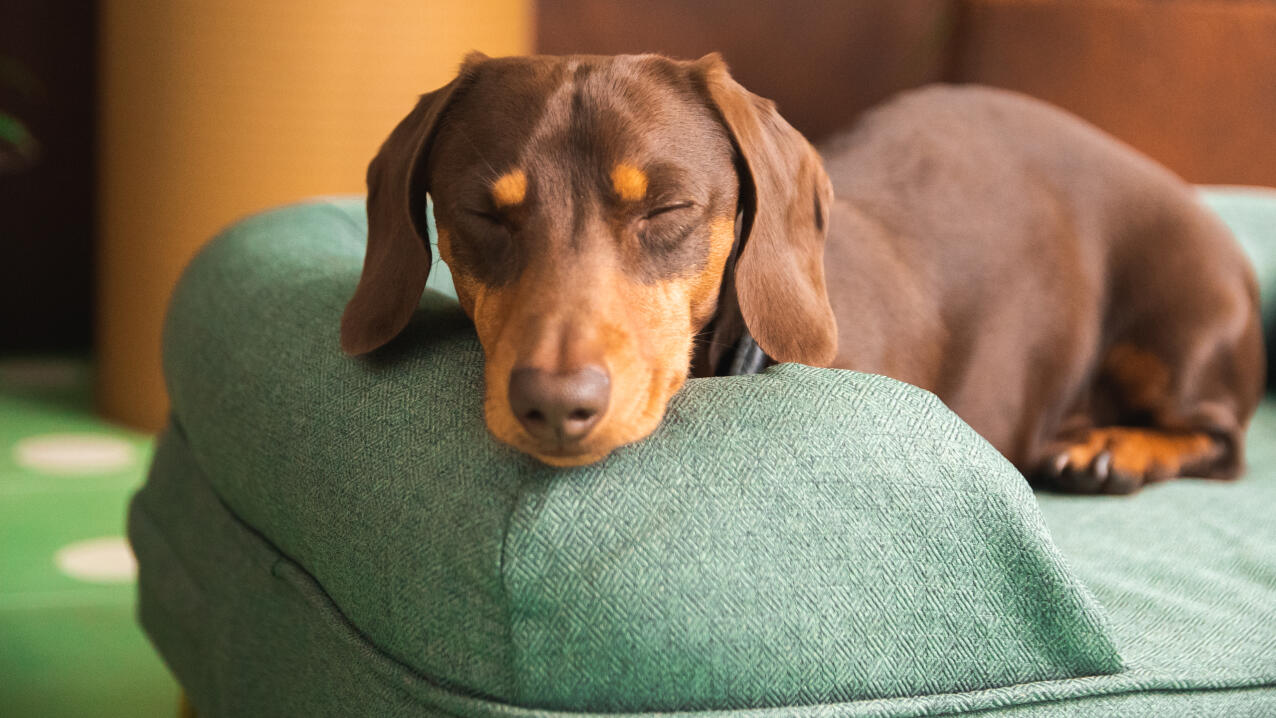 Orthopedic Dog Bed  Egg Crate Foam Pet Bed Mat - Copper-Pet Bed – Friends  Forever Pets