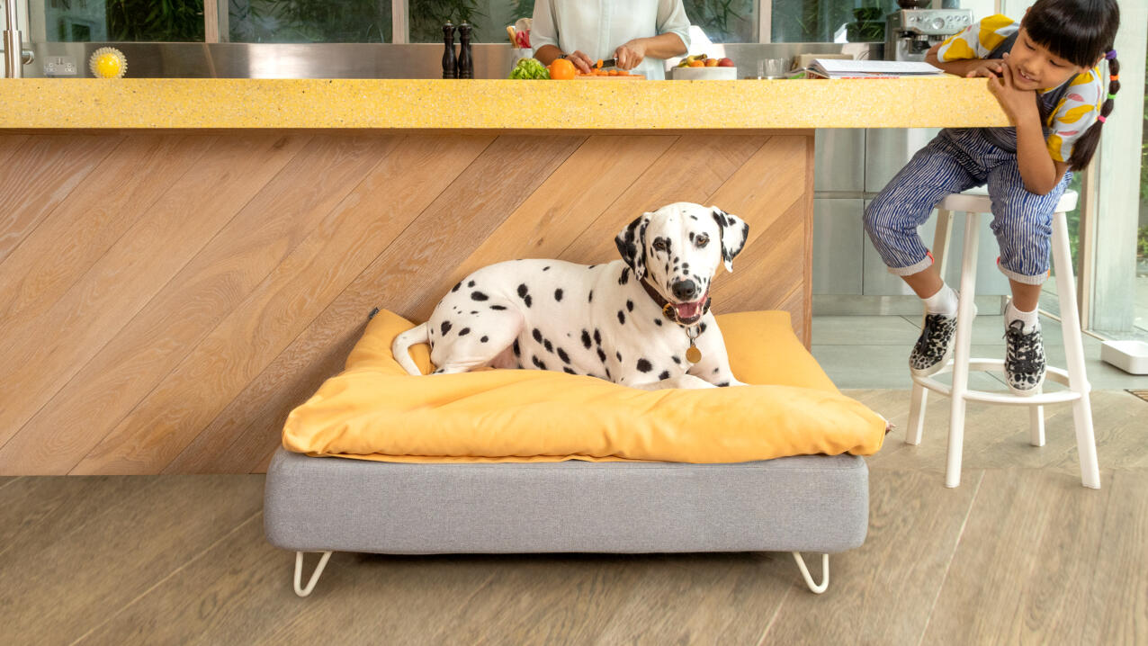 Luxury Dog Beds  Designer Dog Collars, Leads & Accessories UK