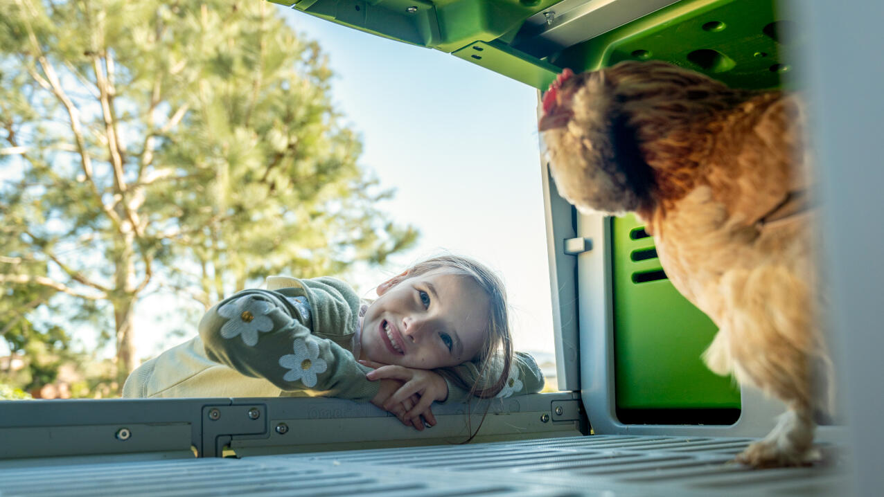 little girl looking at a chicken in the eglu pro roosting area