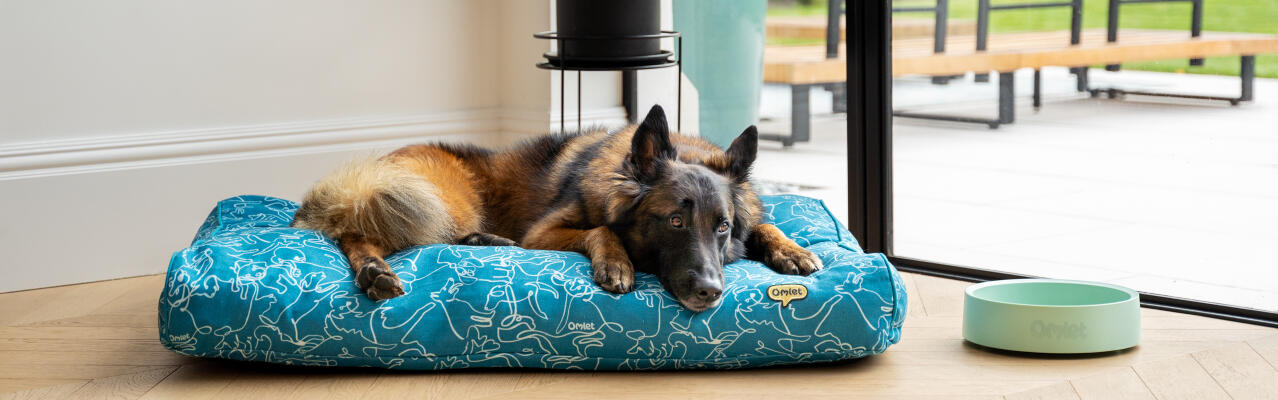 German Sheppard resting in a large cushion dog bed