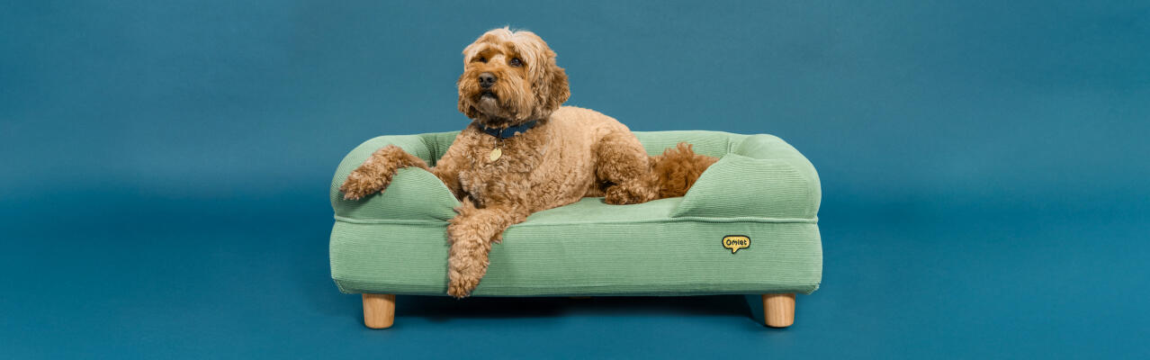 Dog resting in an Omlet memory foam bolster dog bed