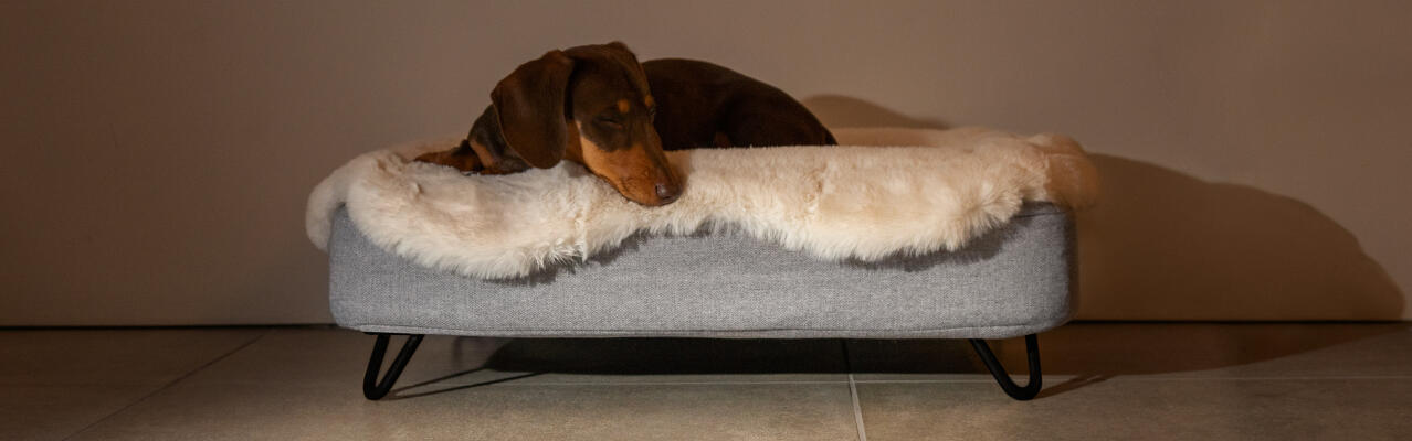 dog sleeping in a topology dog bed with sheepskin topper