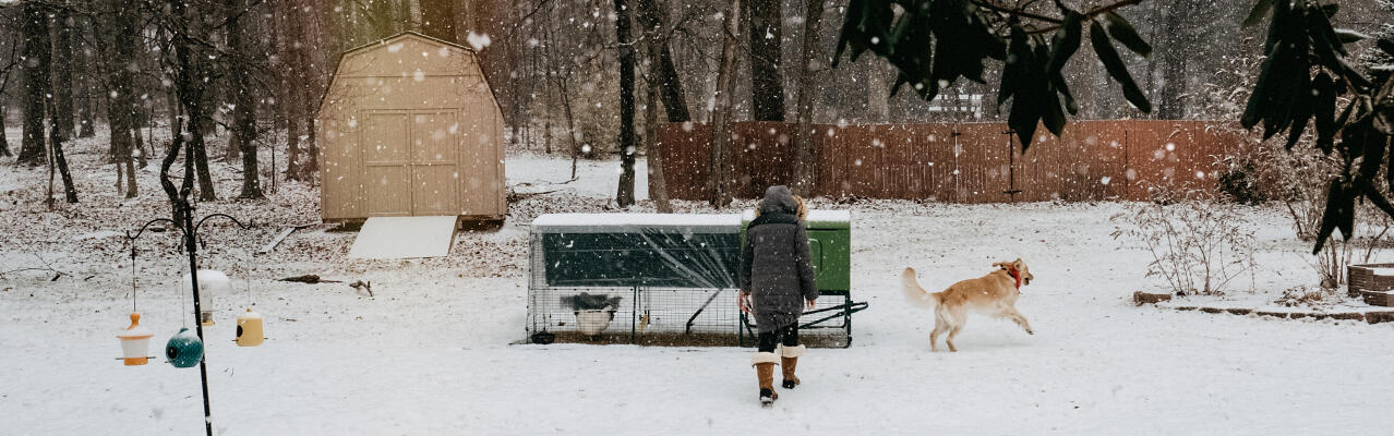 Winter chicken keeping