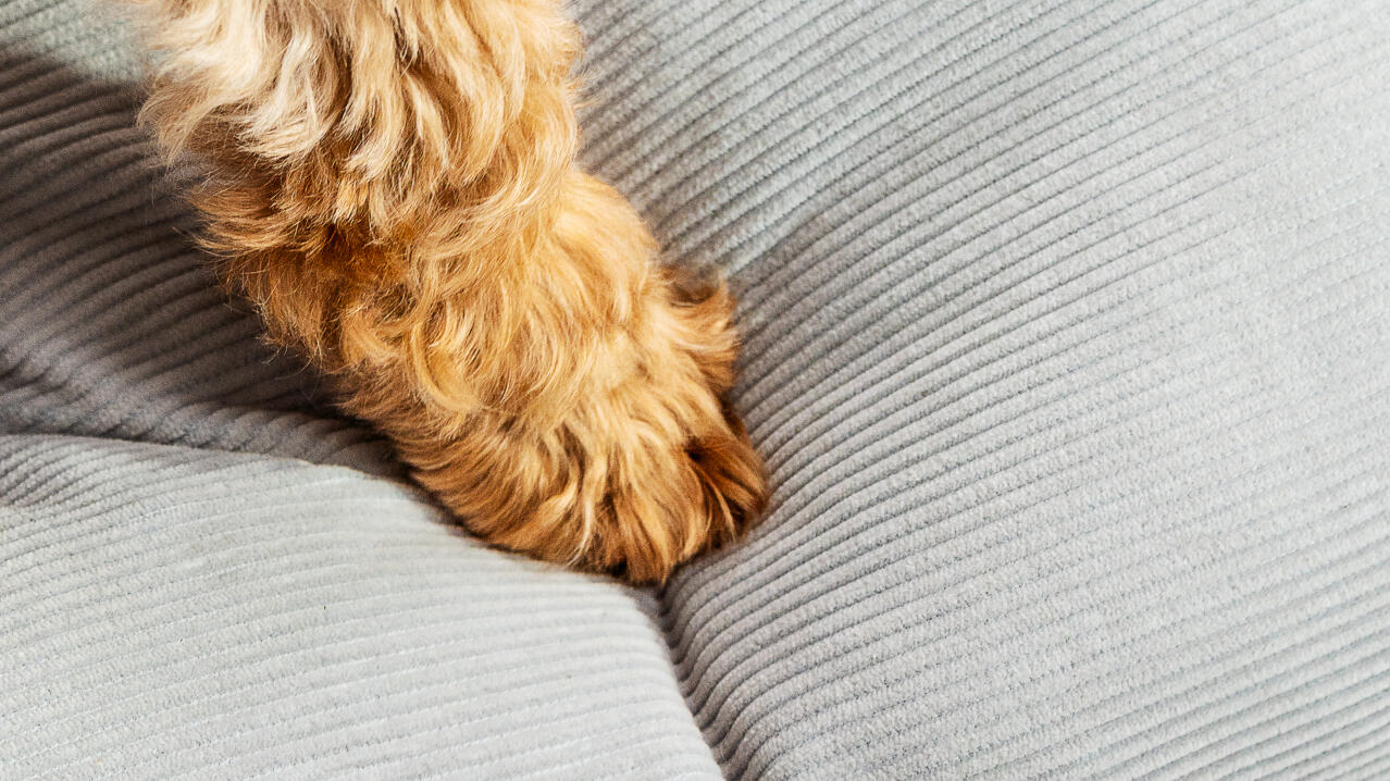 A dog's paw on the pebble grey cushion dog bed designed by Omlet