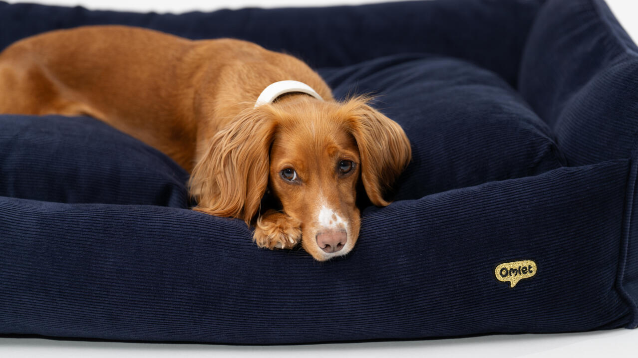 dog snuggled in supportive easy to clean organic cord nest bed