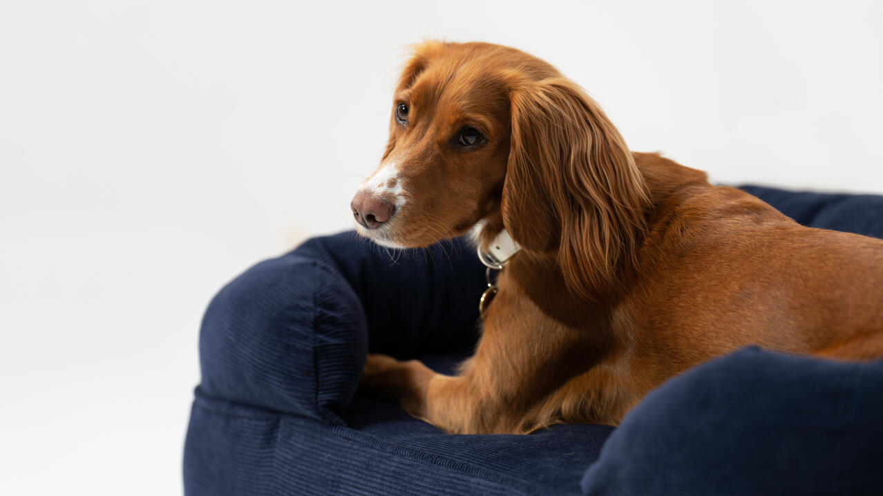 spaniel lying on elegant navy cord bolster dog bed