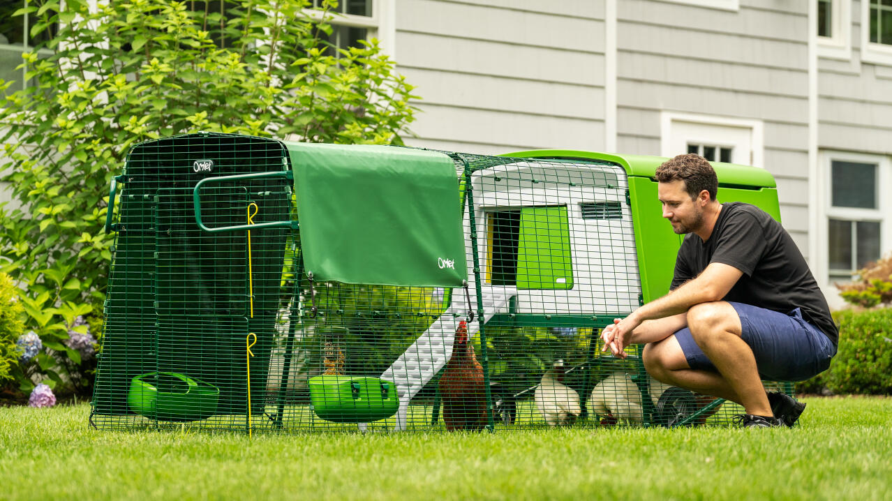 man watching his chickens in the eglu cube predator resistant chicken coop