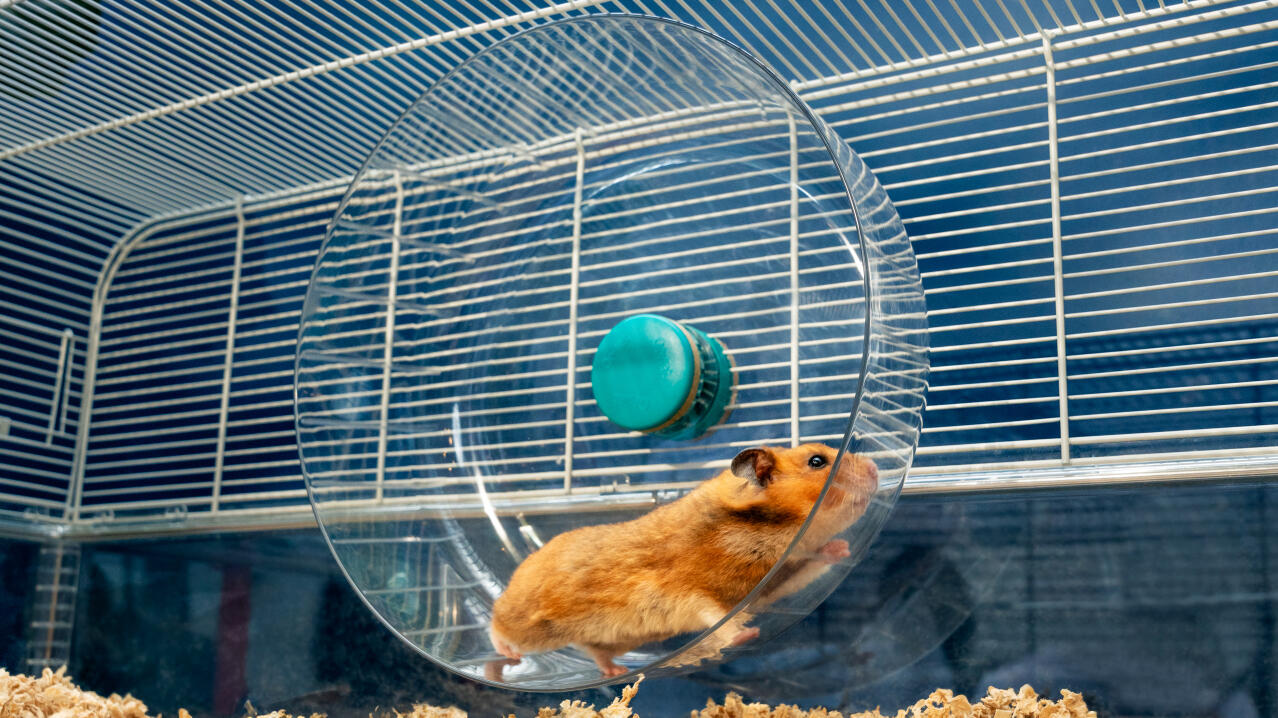 hamster running on Omlet's extra large silent wheel