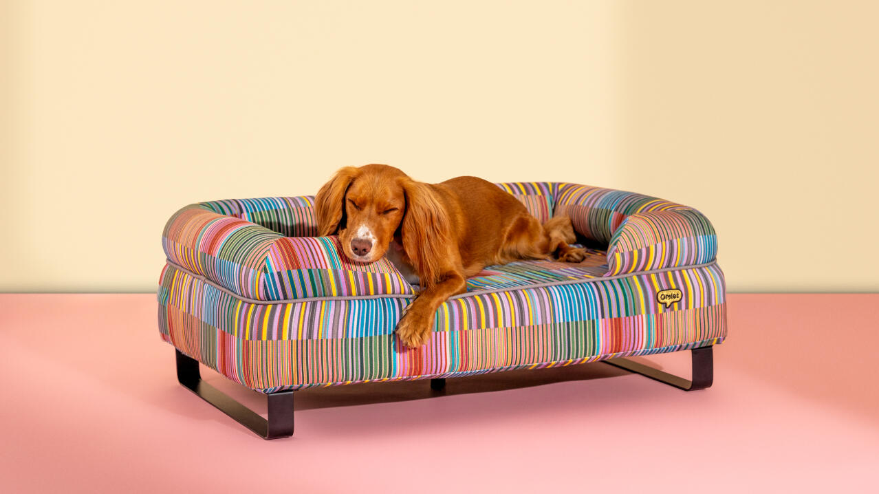 dog resting in a colourful patterend bolster dog bed from omlet