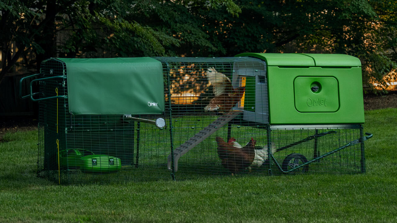 an eglu cube chicken coop with autodoor and cooplight helping the hens back to roost at night