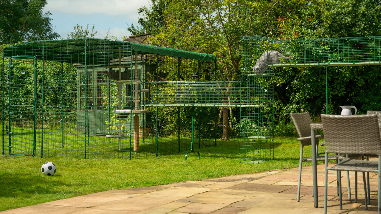 outdoor cat run in a garden connected with cat walkways