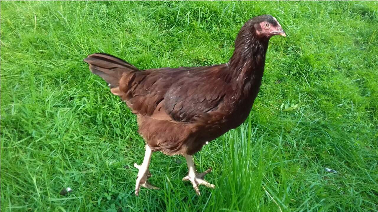 Rhode Island Red For Sale | Chickens | Breed Information ...