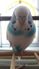 Introduction To Budgies | Budgies | Guide | Omlet UK