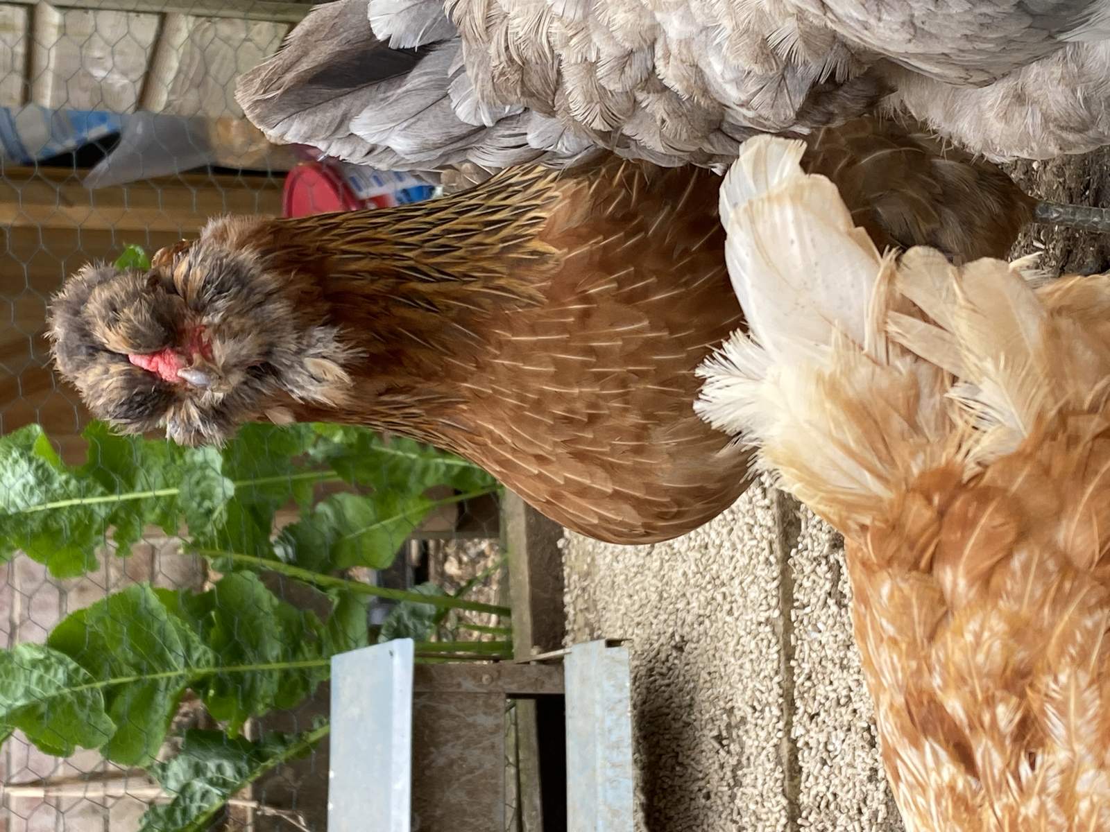 Araucana For Sale | Chickens | Breed Information | Omlet