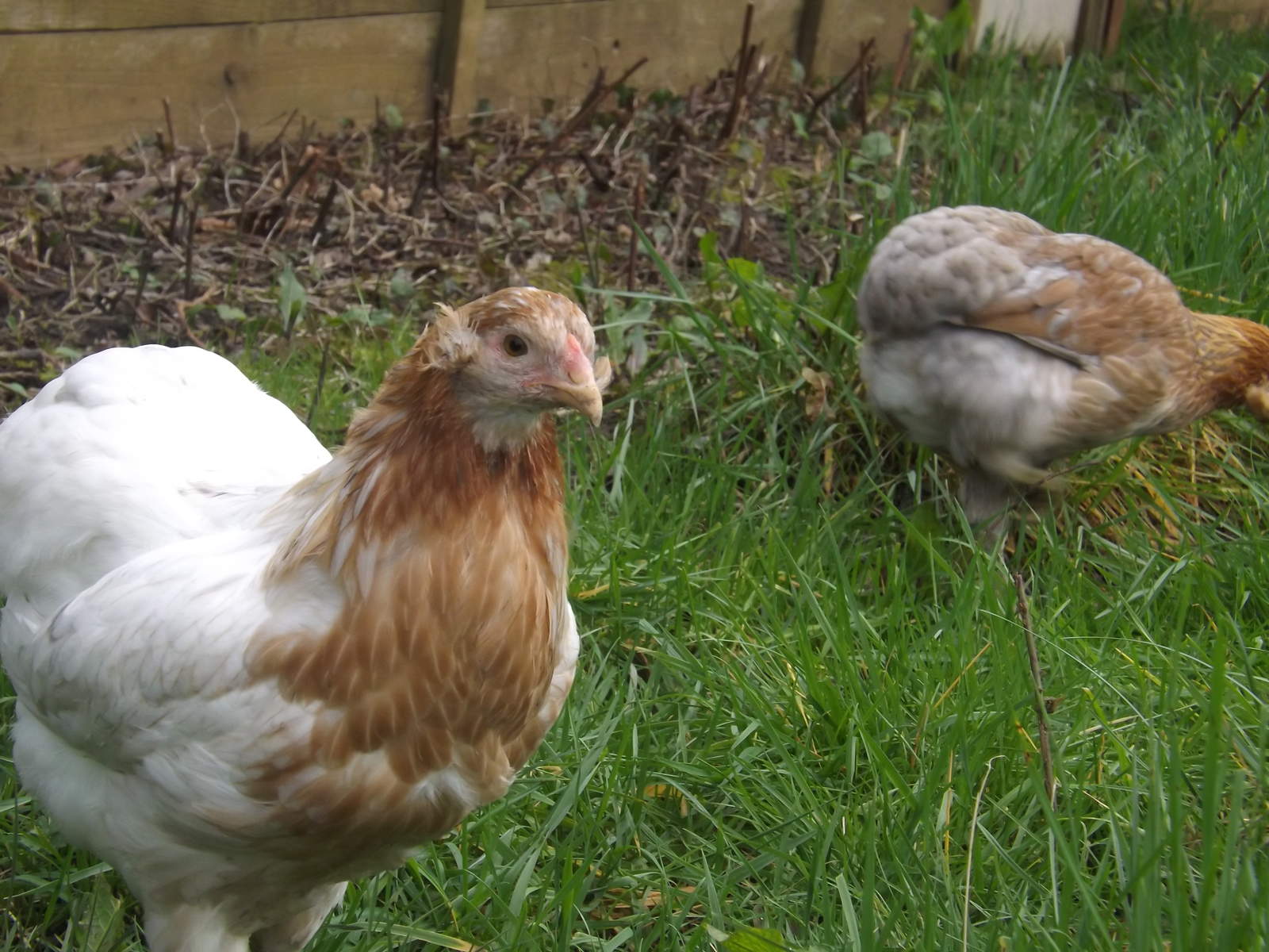 Araucana For Sale | Chickens | Breed Information | Omlet