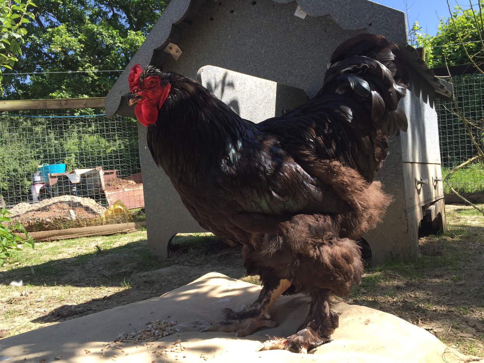 Brahma For Sale Chickens Breed Information Omlet