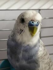 budgie moulting food