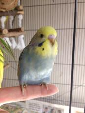 Introduction To Budgies | Budgies | Guide | Omlet UK