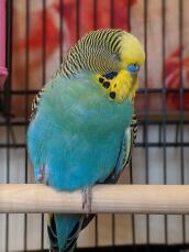 Introduction To Budgies | Budgies | Guide | Omlet UK