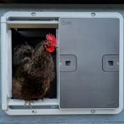 Close up of chicken coming out of grey Autodoor.