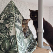 Two cats using the Cat Tipi attached to the freestyle cat tree.