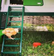 Green Eglu Cube Large Chicken Coop and Run with chick on ladder