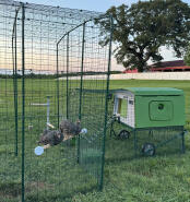 The Eglu Cube chicken coop attached to a walk in run.